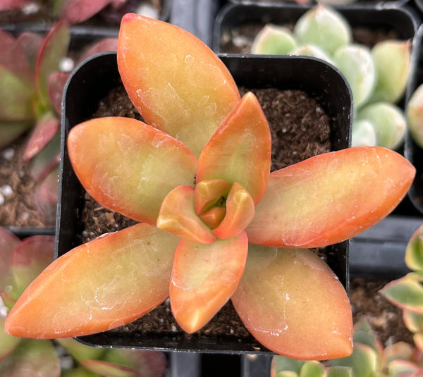 Sedum Firestorm