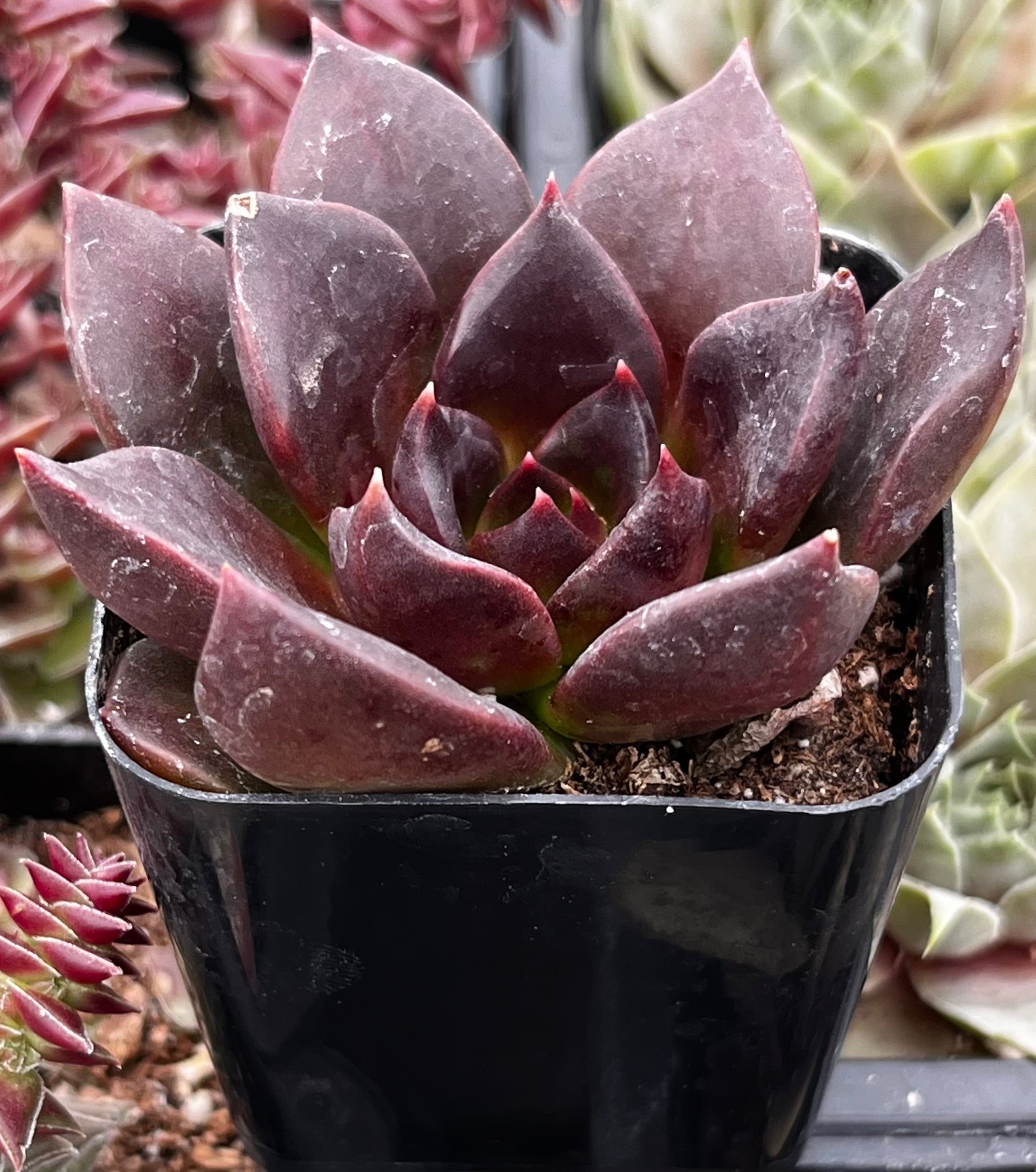 Echeveria Black Prince