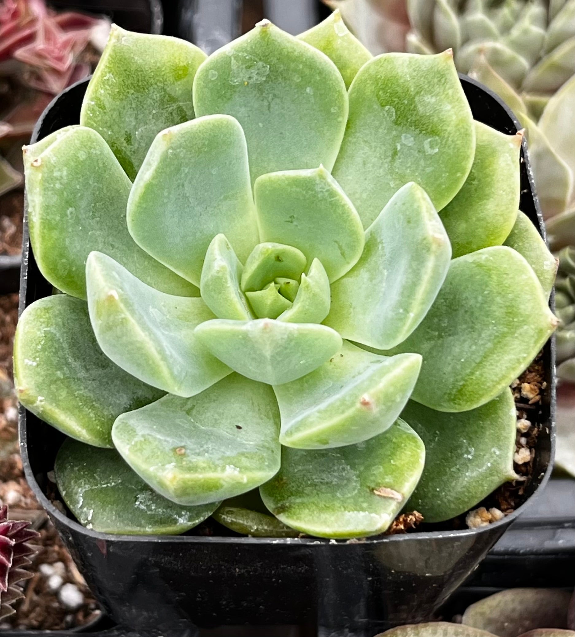 Echeveria Sofia