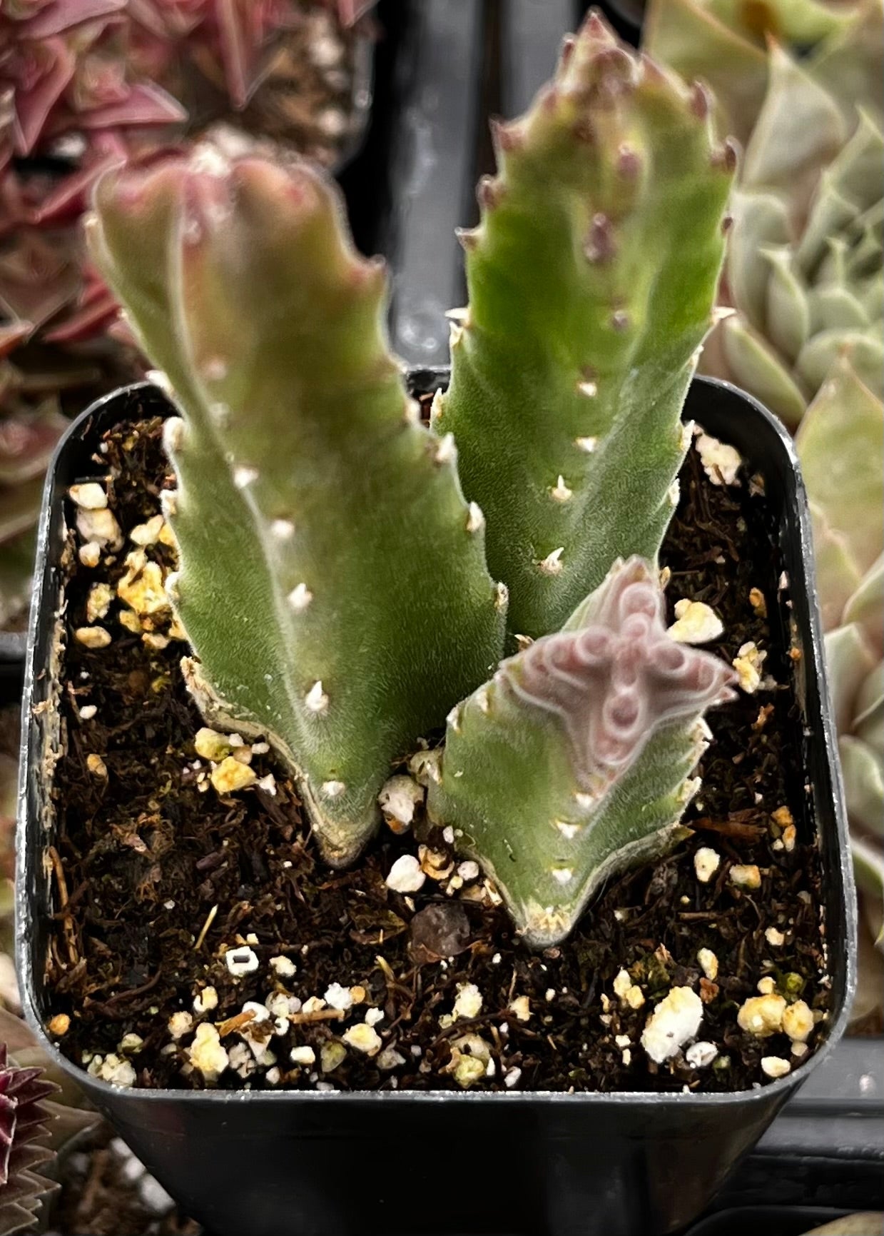 Stapelia Gigantea