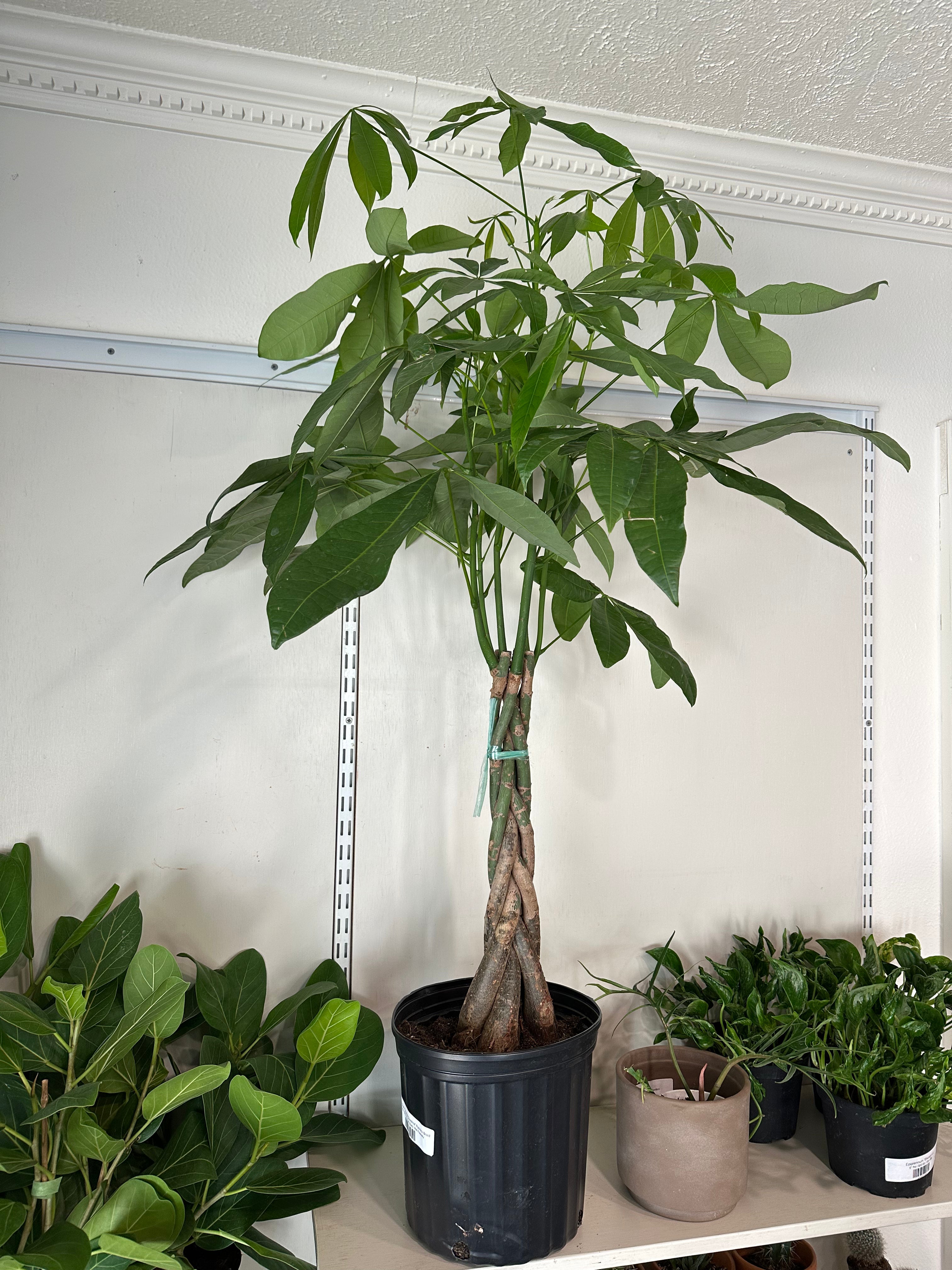 Money Tree 'Guiana Chestnut' Pachira Braid