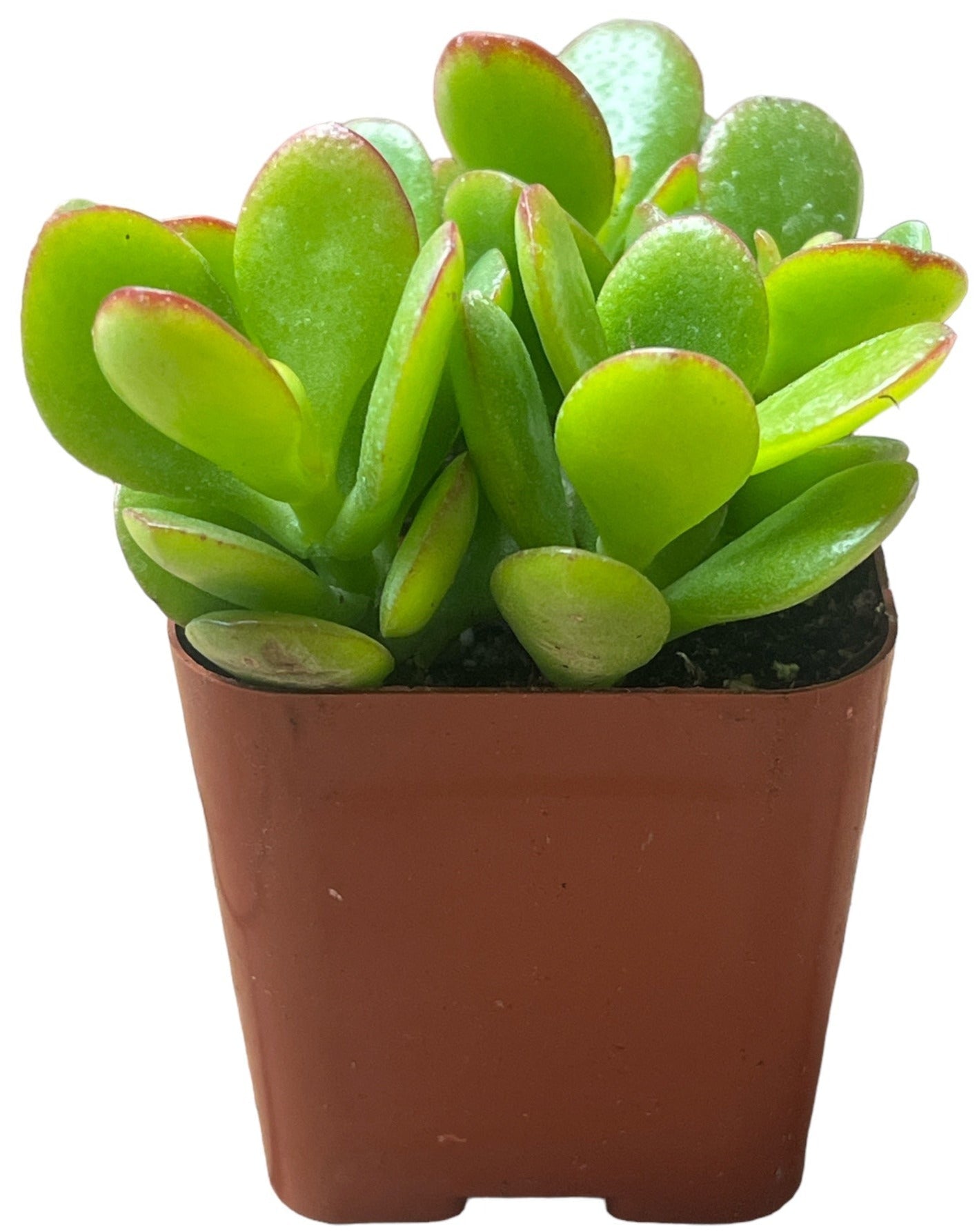 Jade Plant