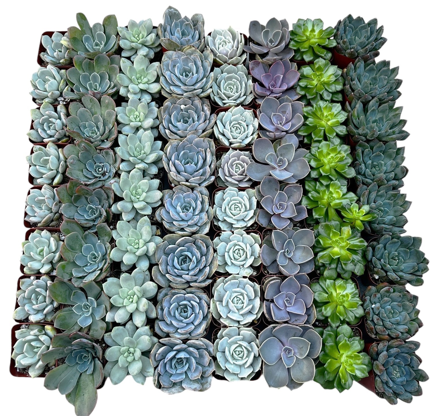 Bulk Echeveria Rosette Succulents