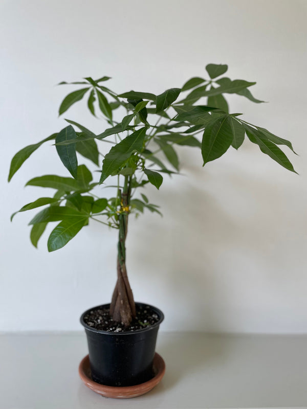 Money Tree 'Guiana Chestnut' Pachira Braid